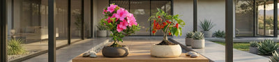 Bonsai da Esterno