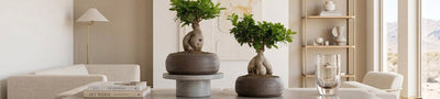 Bonsai Ficus Ginseng