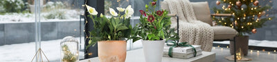 Helleborus