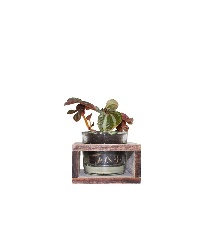 Peperomia con supporto in legno