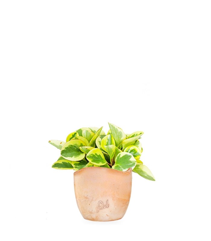 Peperomia green gold