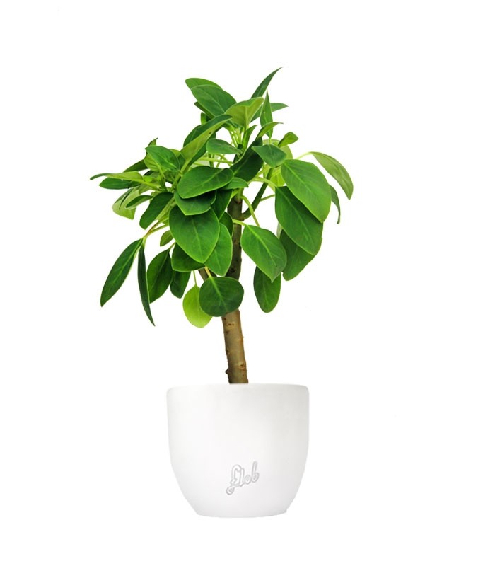 Peperomia Velvetree