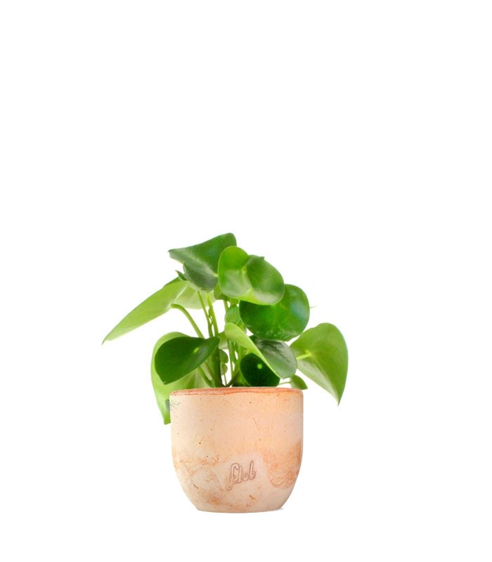 Peperomia Raindrop