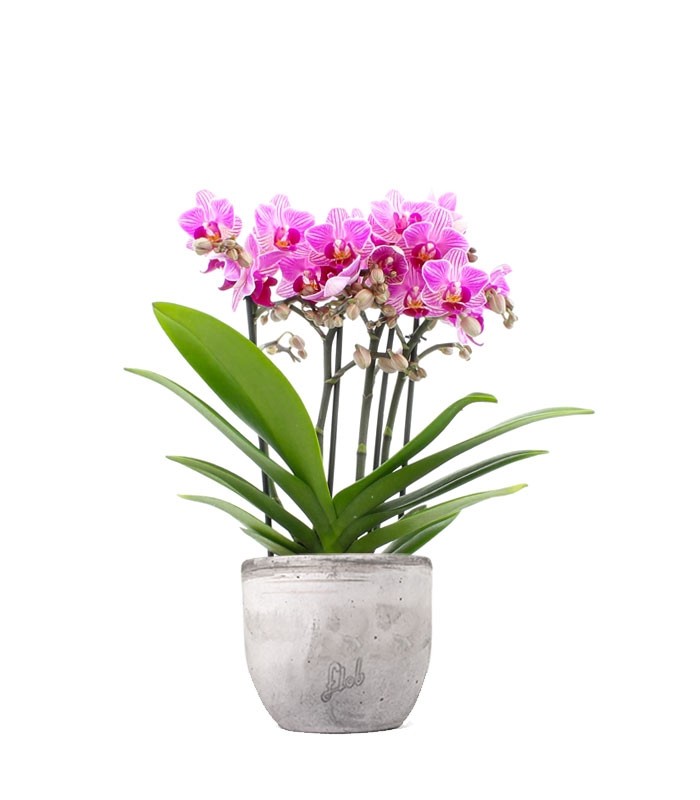 Phalaenopsis Boquetto Delight