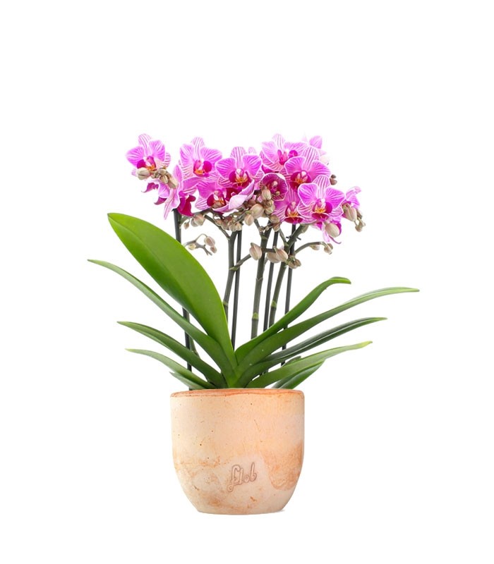 Phalaenopsis Boquetto Delight