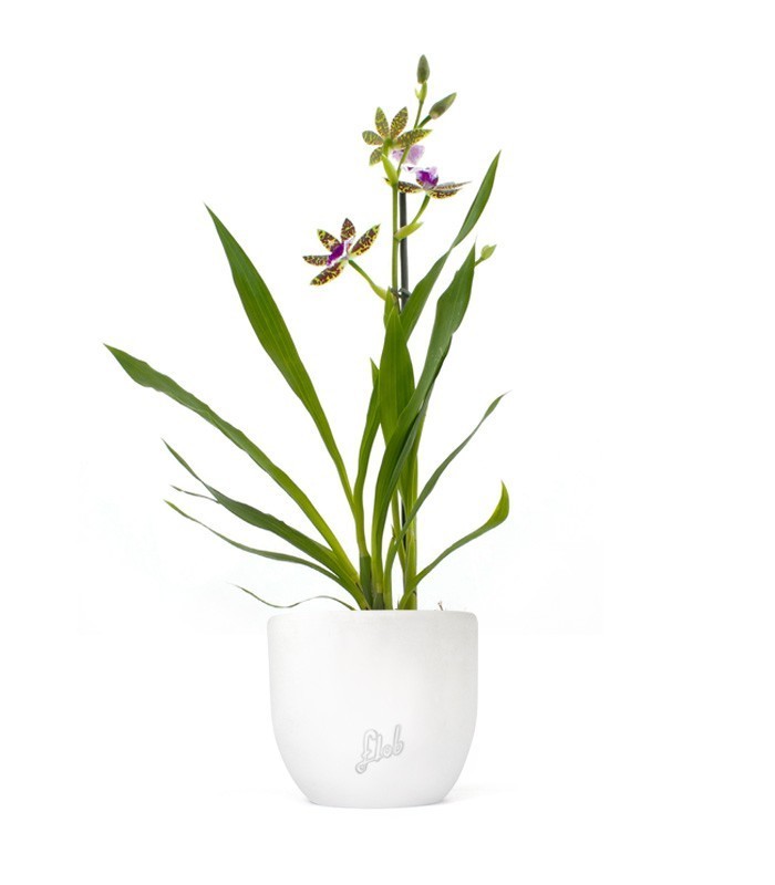 Phalaenopsis Zygopetalum Louisendorf