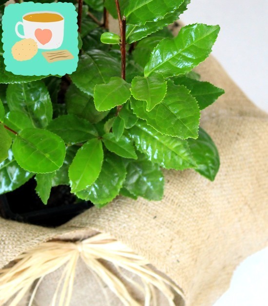 Pianta del tè (Camellia Sinensis) L