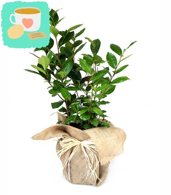 Pianta del tè (Camellia Sinensis) L