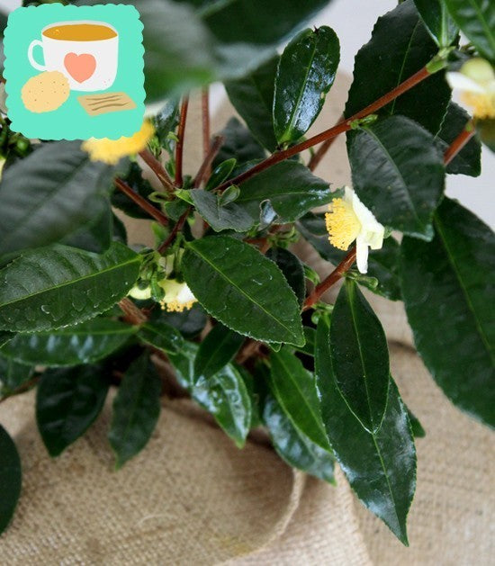 Pianta del tè (Camellia Sinensis) M