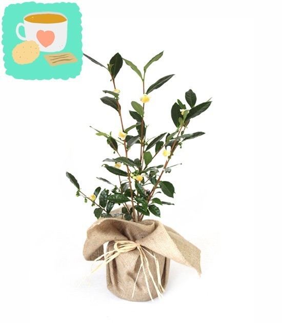 Pianta del tè (Camellia Sinensis) M