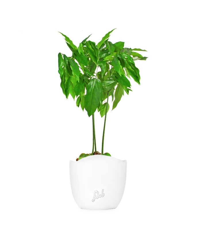 Pianta di Castano