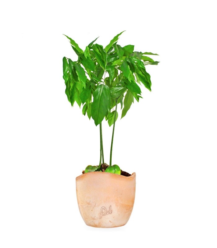 Pianta di Castano