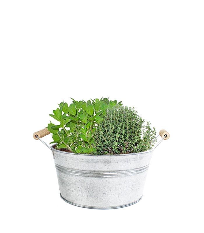 Piante di Timo e menta