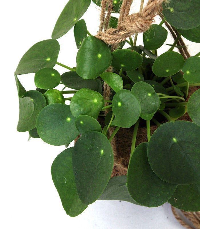 Pilea | pianta delle monete in fibra di cocco