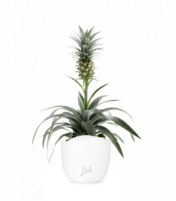 Pineapple Corona| Pianta ananas