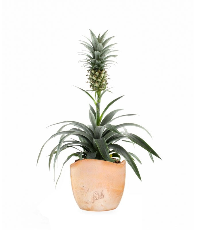 Pineapple Corona| Pianta ananas