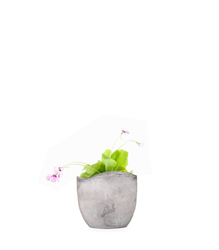 Pinguicola Tina