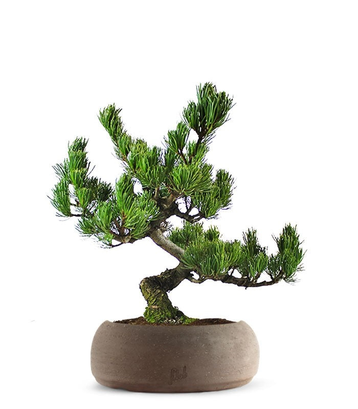 Pino Pentaphilla Giapponese