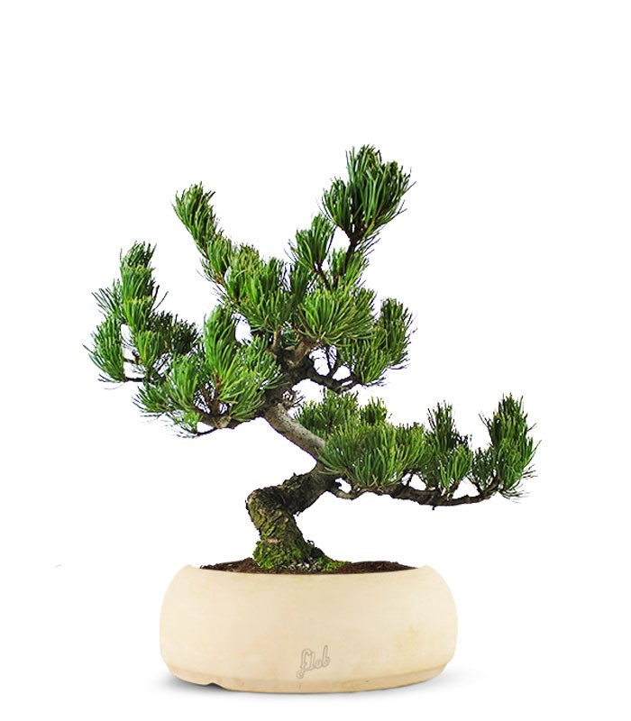 Pino Pentaphilla Giapponese