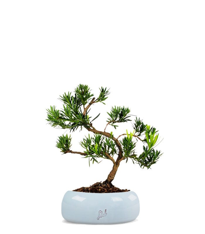 Podocarpus