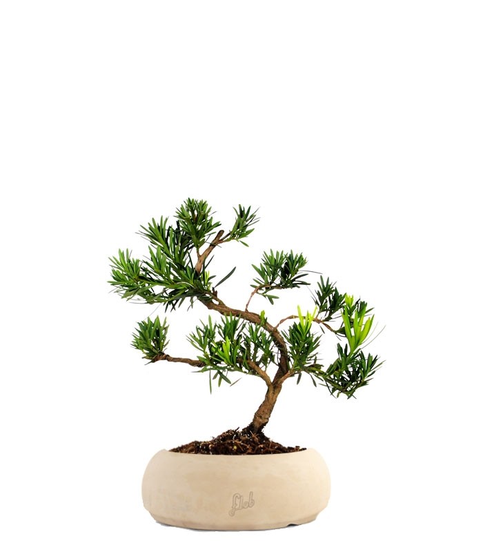 Podocarpus