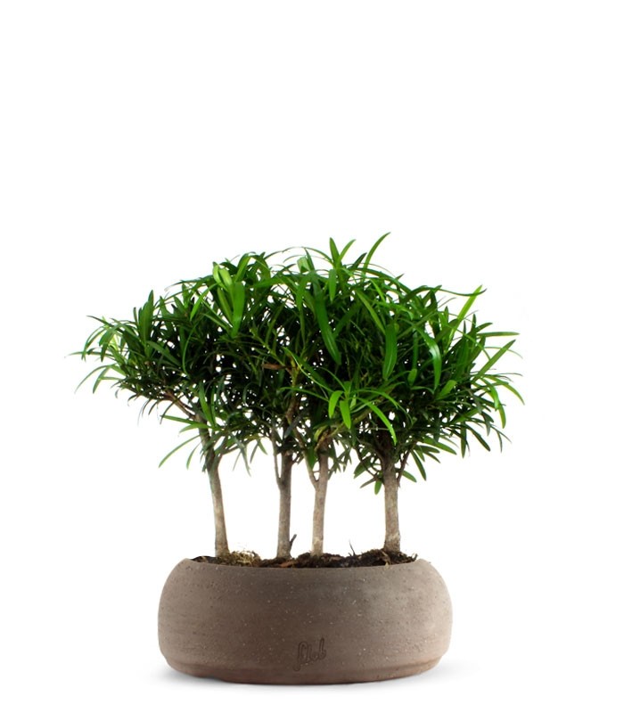 Podocarpus Boschetto L