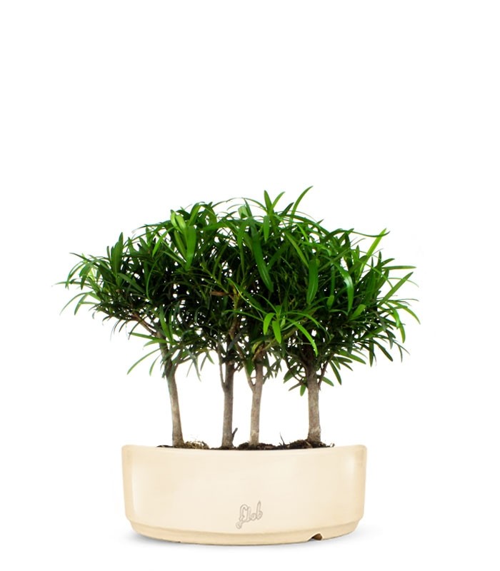 Podocarpus Boschetto L
