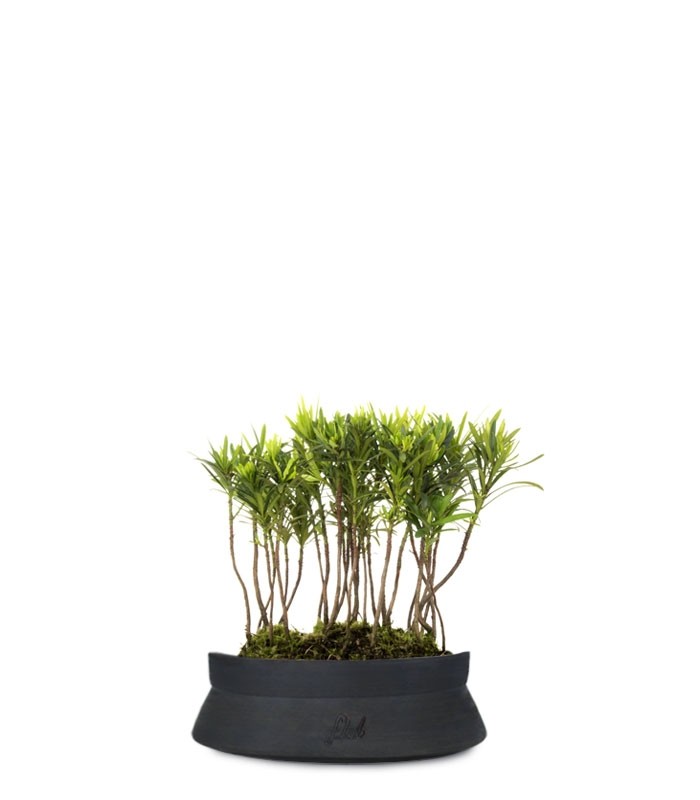 Podocarpus Boschetto S