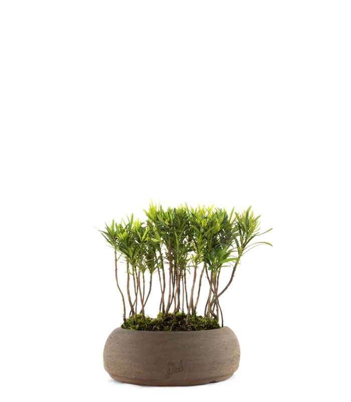 Podocarpus Boschetto S