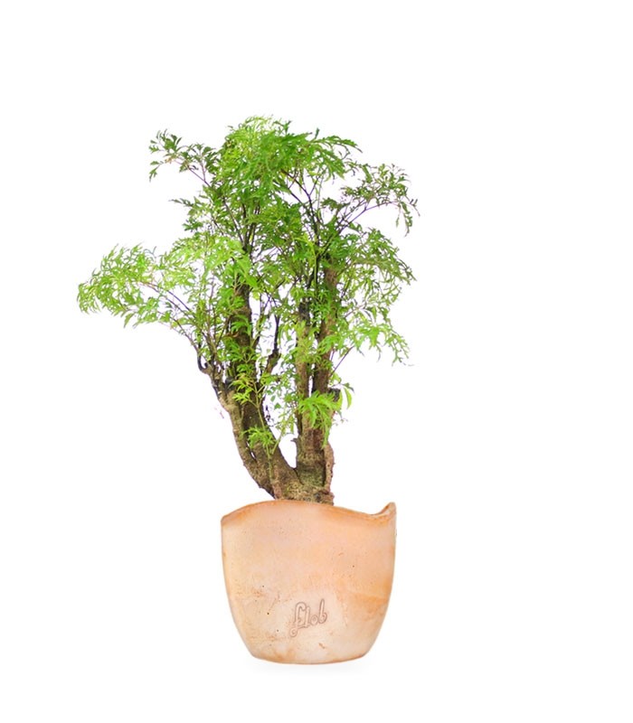 Polyscias Fruticosa