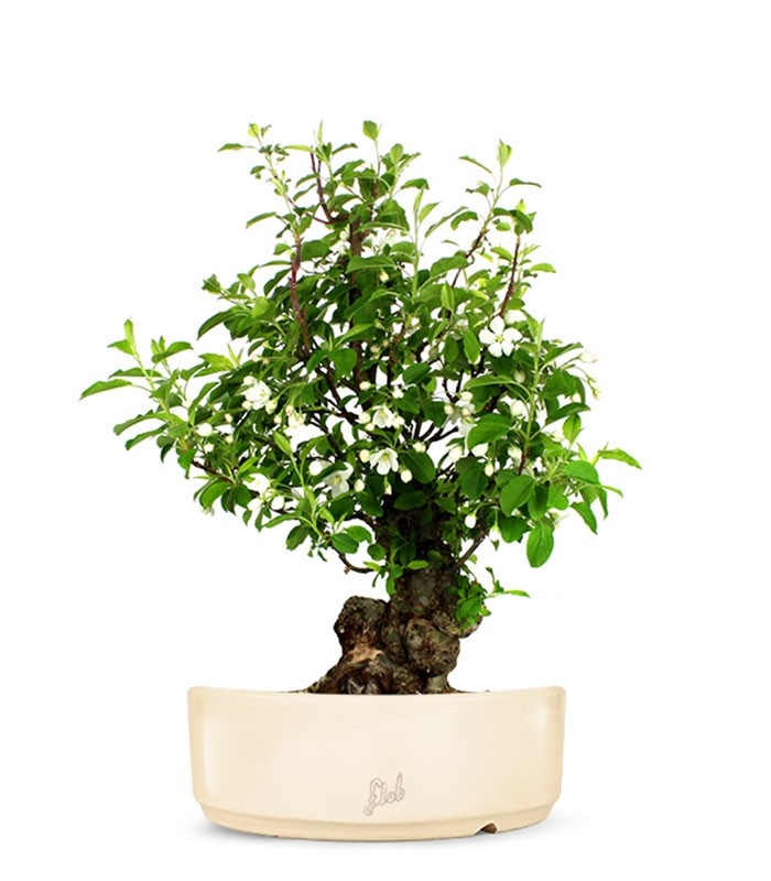 Prunus Mume XL
