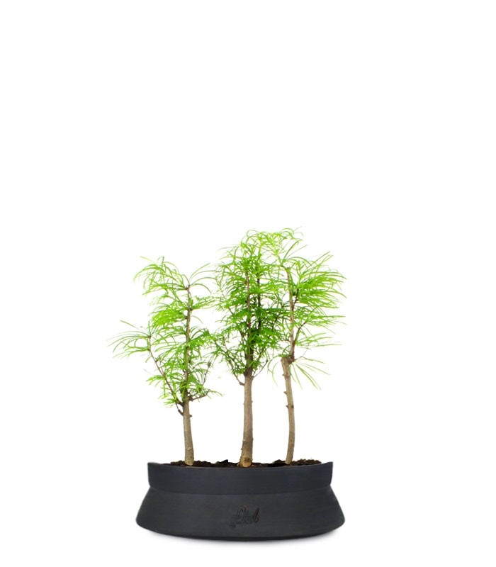Pseudolarix boschetto