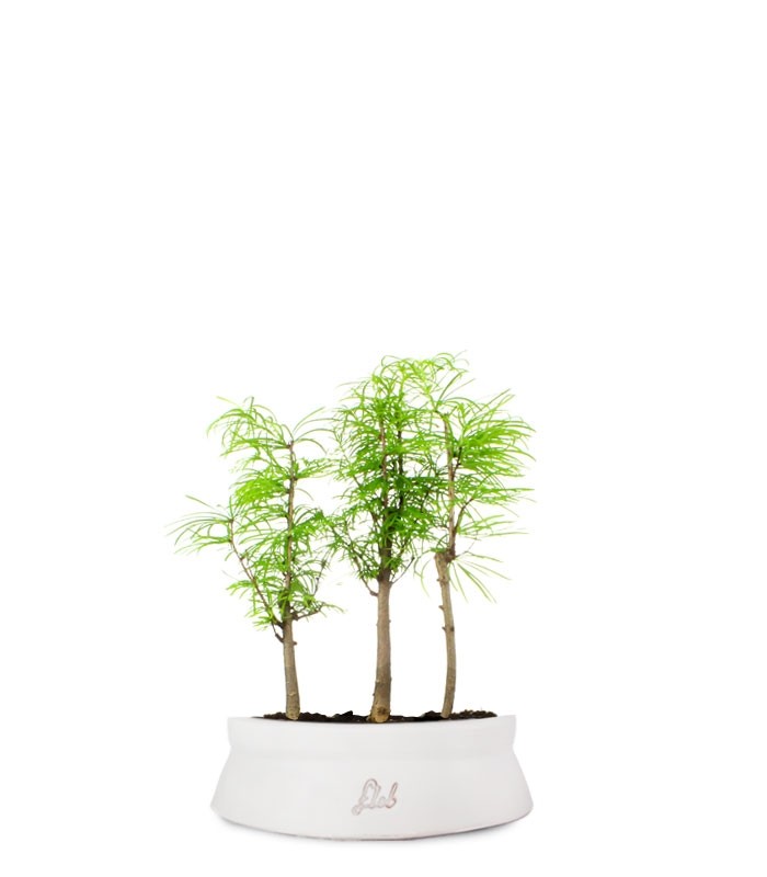 Pseudolarix boschetto