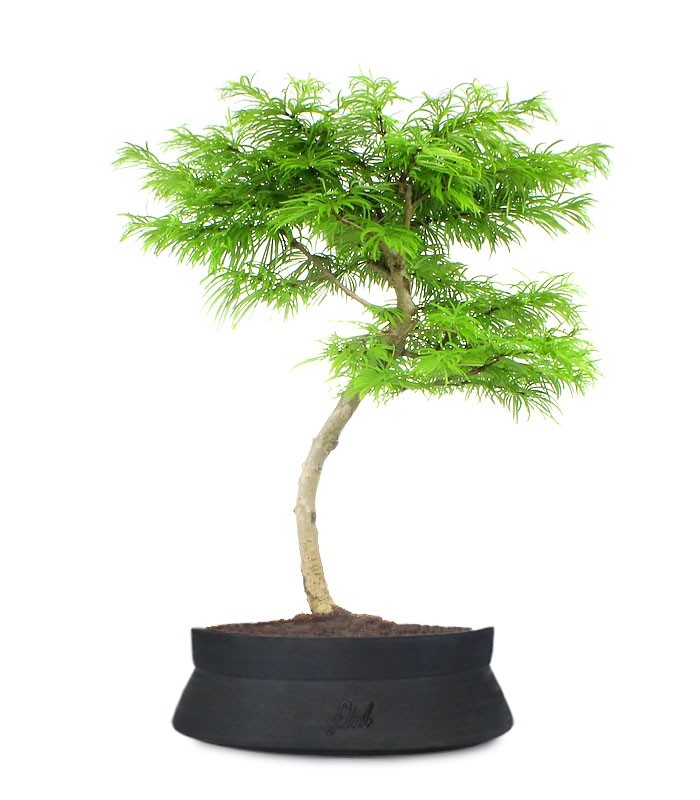 Pseudolarix L