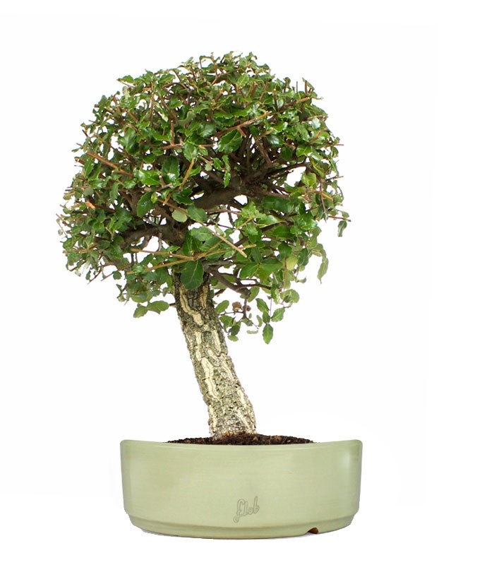 Quercia sughera XL
