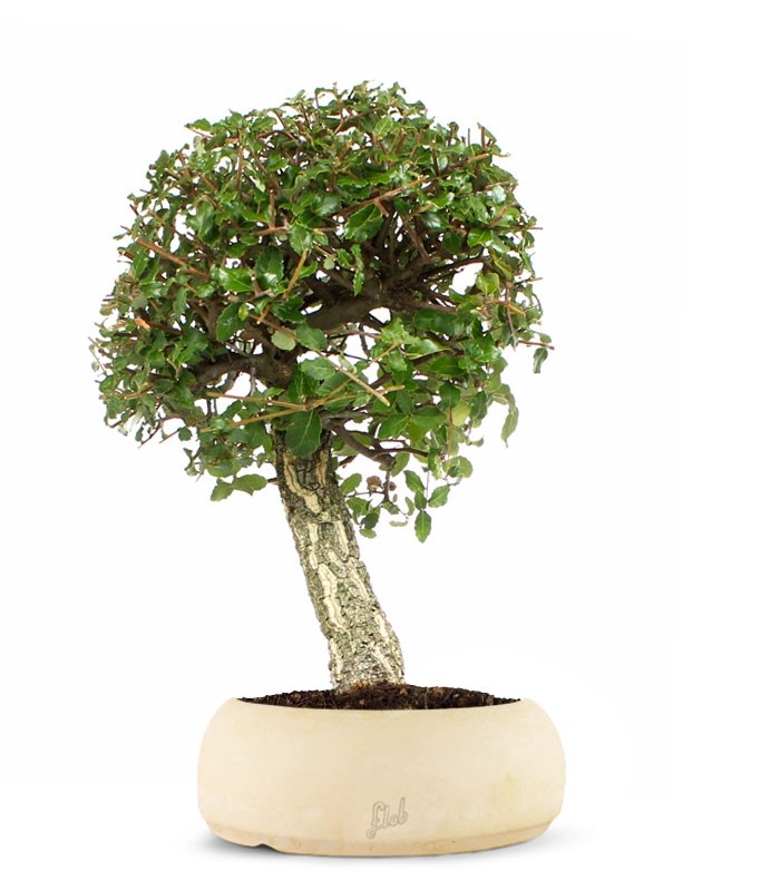Quercia sughera XL