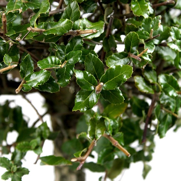 Quercia sughera XL