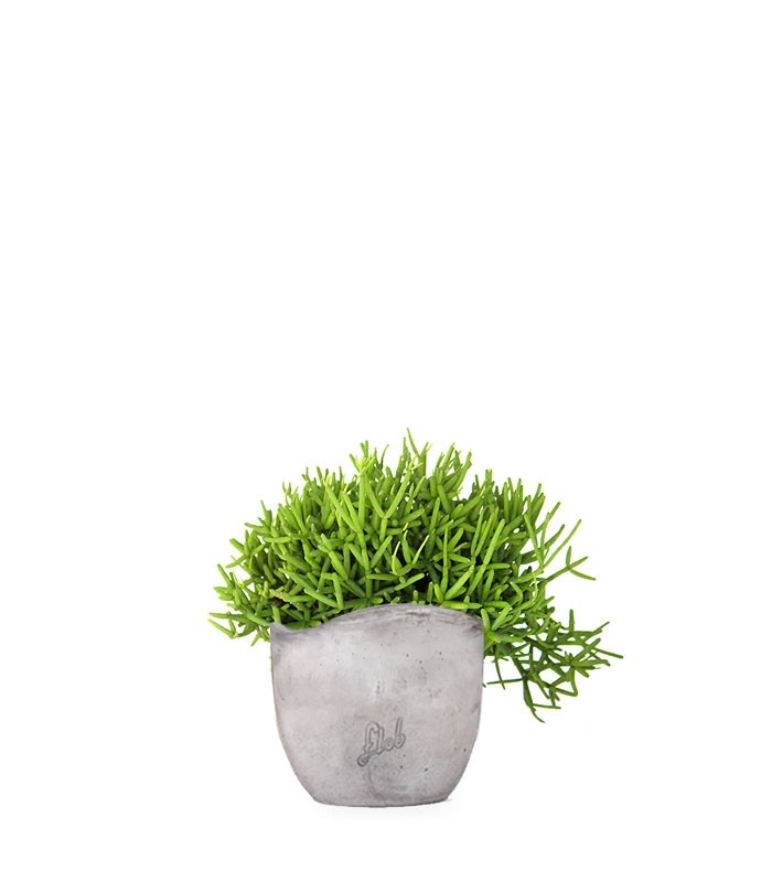 Rhipsalis burchellii