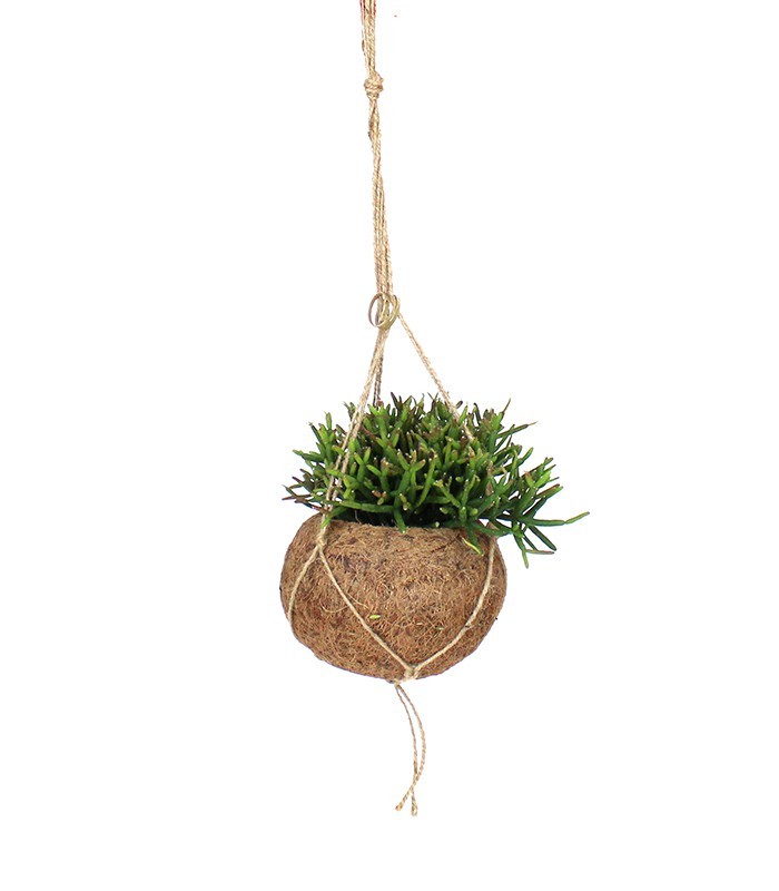 Rhipsalis Burchellii in fibra di cocco