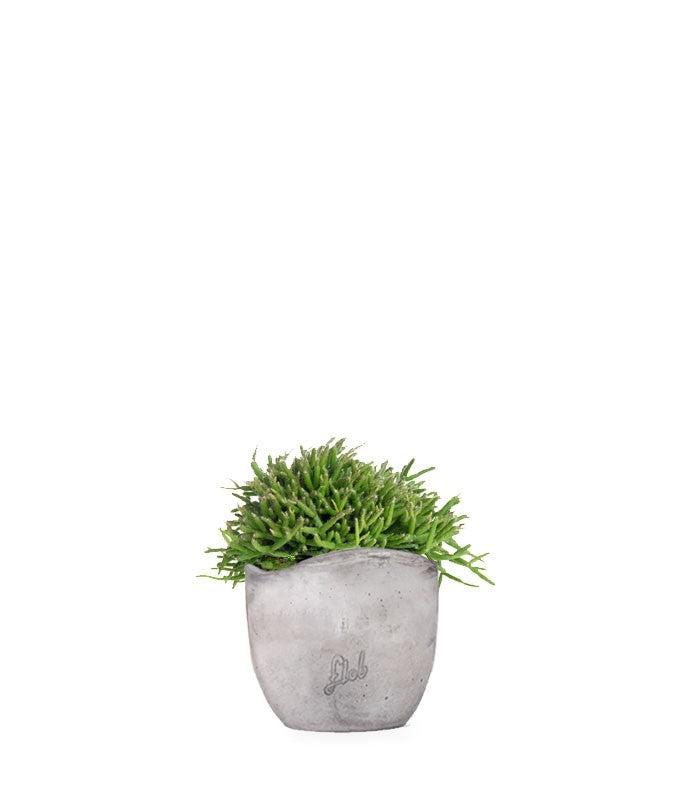Rhipsalis heteroclada