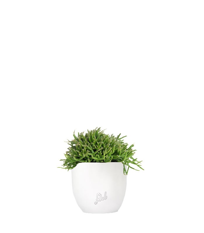 Rhipsalis heteroclada