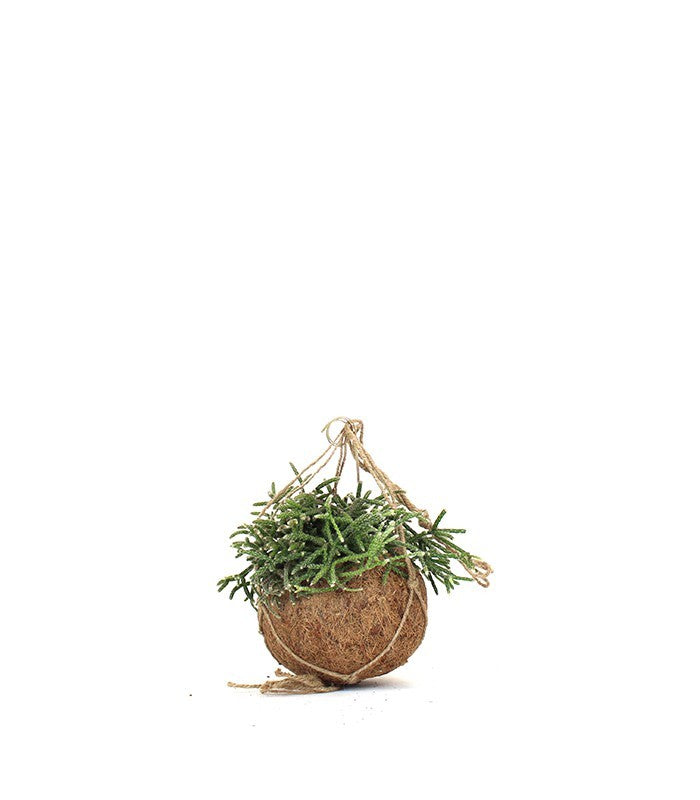 Rhipsalis pilocarpa in fibra di cocco