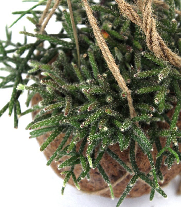 Rhipsalis pilocarpa in fibra di cocco