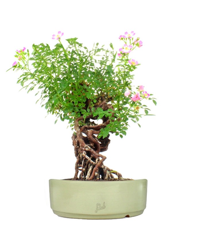 Rosa Canina