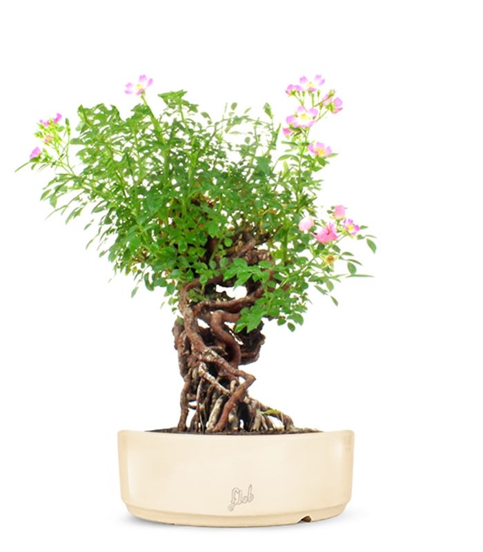 Rosa Canina