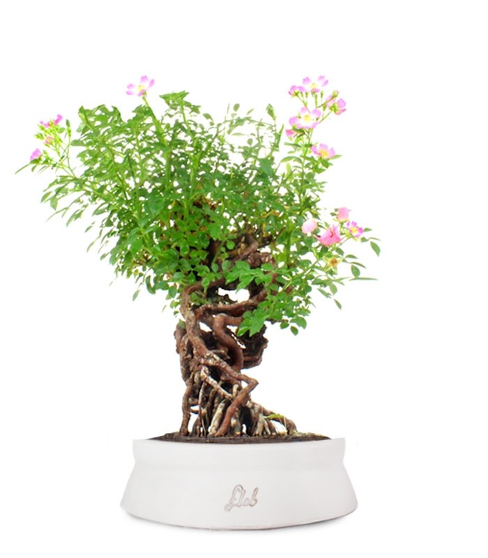 Rosa Canina