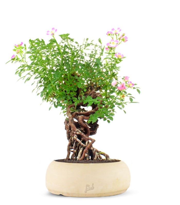Rosa Canina