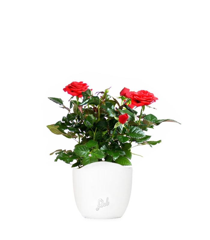 Rosa rossa