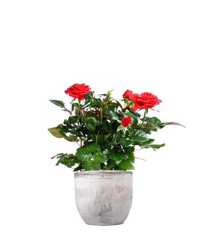 Rosa rossa
