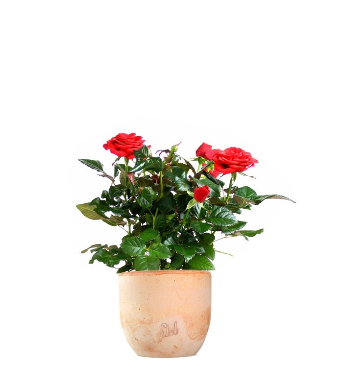 Rosa rossa